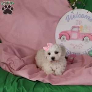 Gracie, Bichon Frise Puppy